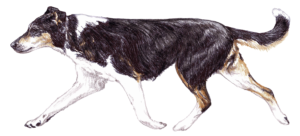 Smooth Collie Shows GB